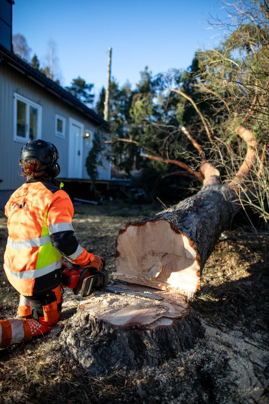 Peter vid en fälld tall nära ett hus i Örnsköldsvik